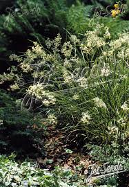 Attēlu rezultāti vaicājumam “Luzula luzuloides”