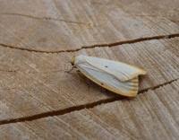 Attēlu rezultāti vaicājumam “Cybosia mesomella”