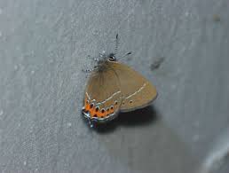 Attēlu rezultāti vaicājumam “Satyrium pruni”