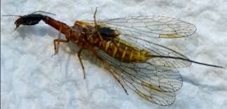 Attēlu rezultāti vaicājumam “Raphidioptera imago”