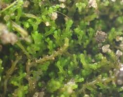 Attēlu rezultāti vaicājumam “Cephaloziella elachista macro”