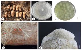 Attēlu rezultāti vaicājumam “Phlebiopsis gigantea”