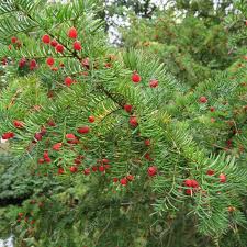 Attēlu rezultāti vaicājumam “Taxus baccata fruit”