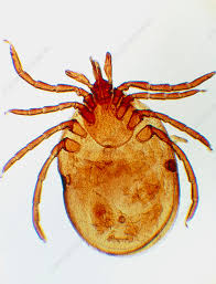 Attēlu rezultāti vaicājumam “Ixodes”