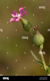 Attēlu rezultāti vaicājumam “Silene tatarica bud”