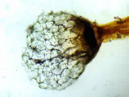 Attēlu rezultāti vaicājumam “Cribraria lepida”