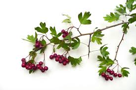 Attēlu rezultāti vaicājumam “Crataegus”