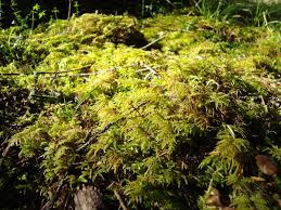 Attēlu rezultāti vaicājumam “Hylocomium splendens sporophyte”