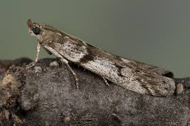 Attēlu rezultāti vaicājumam “Zophodia grossulariella”