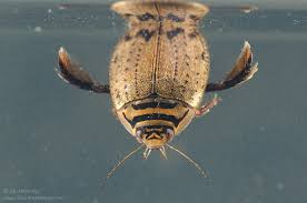 Attēlu rezultāti vaicājumam “Acilius sulcatus female”