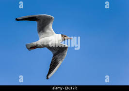 Attēlu rezultāti vaicājumam “Larus ridibundus adult”