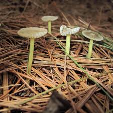 Attēlu rezultāti vaicājumam “Stemonitopsis subcaespitosa stalked”