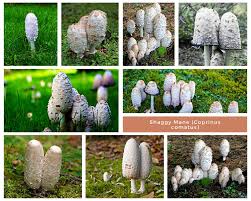 Attēlu rezultāti vaicājumam “Coprinus comatus”
