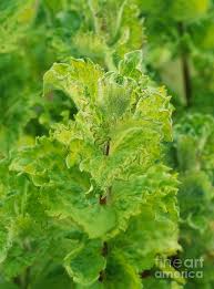 Attēlu rezultāti vaicājumam “Mentha spicata leaf”