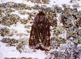 Attēlu rezultāti vaicājumam “Brachionycha nubeculosa”