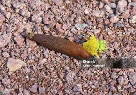 Attēlu rezultāti vaicājumam “Arion lusitanicus”