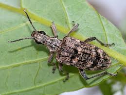 Attēlu rezultāti vaicājumam “Rhagium inquisitor”