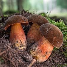 Attēlu rezultāti vaicājumam “Sutorius luridiformis”