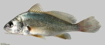 Image result for Aplodinotus grunniens