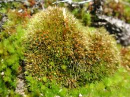 Attēlu rezultāti vaicājumam “Pleuridium subulatum”