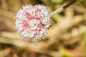 Attēlu rezultāti vaicājumam “Eriophorum latifolium flower”
