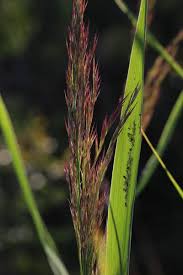 Attēlu rezultāti vaicājumam “Phragmites communis flower”