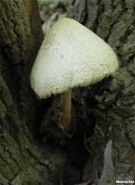 Attēlu rezultāti vaicājumam “Volvariella bombycina”