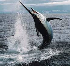 Image result for Xiphias gladius