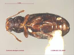 Attēlu rezultāti vaicājumam “Enteridium corticatum”