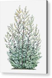 Attēlu rezultāti vaicājumam “Artemisia vulgaris flower”