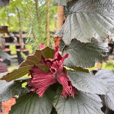Attēlu rezultāti vaicājumam “Corylus avellana leaf”