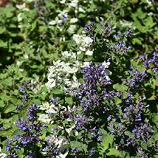Attēlu rezultāti vaicājumam “Nepeta x faassenii leaf”