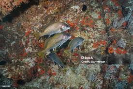 Image result for Sciaena umbra