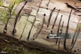 Attēlu rezultāti vaicājumam “Hylecoetus dermestoides female”