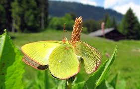 Attēlu rezultāti vaicājumam “Colias palaeno upperside”