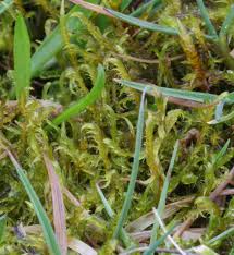 Attēlu rezultāti vaicājumam “Cratoneuron filicinum”