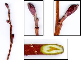 Attēlu rezultāti vaicājumam “Alnus glutinosa bud”