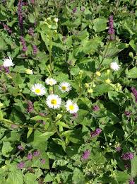 Attēlu rezultāti vaicājumam “Erigeron annuus”