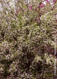 Attēlu rezultāti vaicājumam “Prunus padus var. roseiflora”