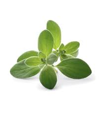 Image result for Origanum majorana