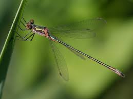 Attēlu rezultāti vaicājumam “Lestes sponsa”