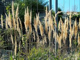 Attēlu rezultāti vaicājumam “Calamagrostis arundinacea leaf”