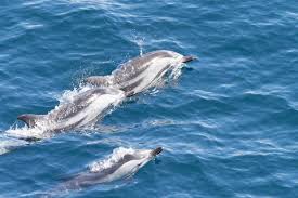 Image result for Stenella coeruleoalba