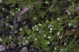 Attēlu rezultāti vaicājumam “Galium trifidum”