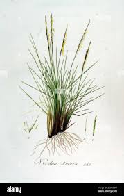 Attēlu rezultāti vaicājumam “Nardus stricta”