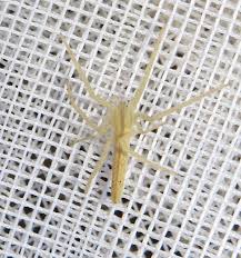 Attēlu rezultāti vaicājumam “Tibellus oblongus”