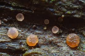 Attēlu rezultāti vaicājumam “Orbilia sp.”