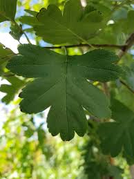 Attēlu rezultāti vaicājumam “Crataegus laevigata leaf”