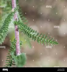 Attēlu rezultāti vaicājumam “Achillea millefolium leaf”