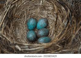 Attēlu rezultāti vaicājumam “Turdus merula nest”
